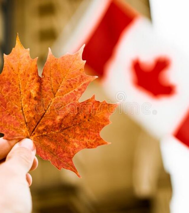 hand-man-holding-maple-leaf-symbol-canada-cropped-hand-man-holding-bright-orange-maple-leaf-canadian-flag-186430219